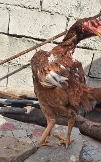 مرغ لاری آستارا