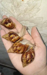 فروش حلزون جوجه پیش مولد مولد سوپرمولد