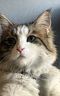 واگذاری گربه زیبا