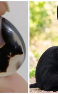 شجر ، مصور ، خرگوش