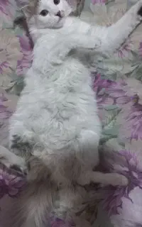 واگذاری گربه