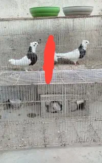 پرنده