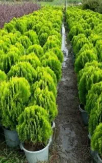 خدمات باغبانی گلکاری باغچه کاری تعویض خاک گلدان