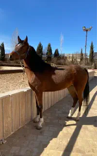 اسب عرب یک سر