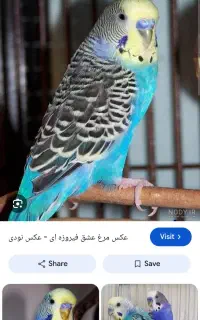 مرغ عشق آبی گم کردم