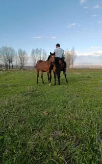 کره اسب مادیان کرد