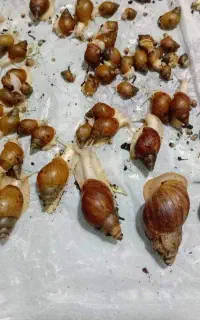حلزون های آرایشی بهداشتی