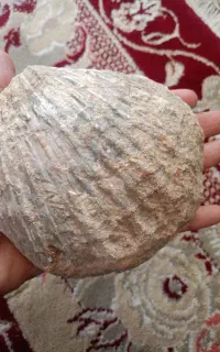 فسیل قدیمی