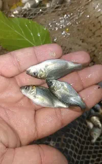 بچه ماهی کپور گوشتخوار وحشی