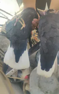 نروماده  زاغ دم سفید