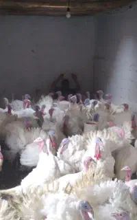 فروش بوقلمون
