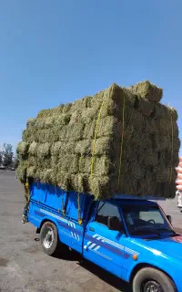 بیده