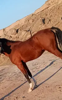اسب خالص