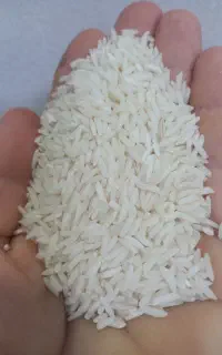 برنج هاشمی محصول زمین آستانه اشرفیه