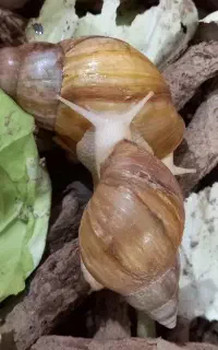 حلزون آچاتینا آلبینو