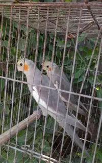 جوجه عروس هلندی