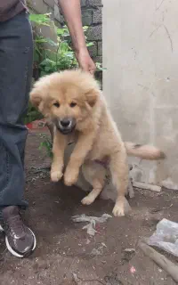 سگ چاو چاو