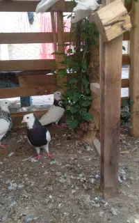 ۹ عدد کبوتر