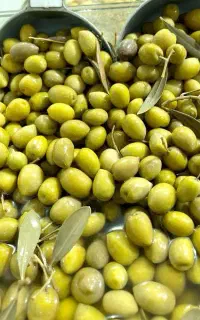 فروشندگی زیتون فروشی