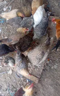 مرغ محلی دیلگونی