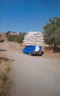 کاه گندم نرم دیم حمل  بانیسان