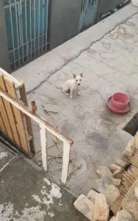 سگ پامرنر