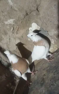 مجسمه