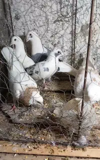 مجسمه فروشی نو