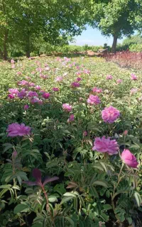 نهال دیم گل محمدی بنه پسته بادام کوهی  زرشک