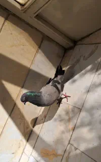 سبز