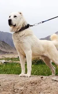 الابای نر نگهبان