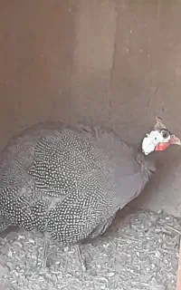 مرغ شاخدار