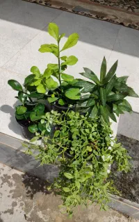 گل زیبا وشاداب پرورش خانگی