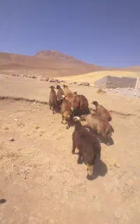 شیشک افشاری ومهربانی