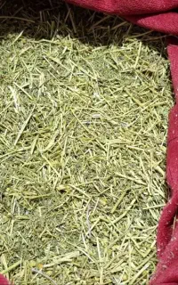 فروش بابونه