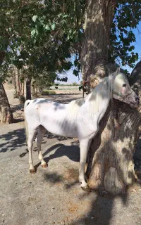 نریان