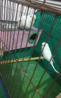 مرغ عشق هلندی جایزان