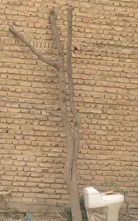 تنه درخت عنباب