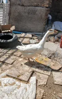 قو غاز و غاز