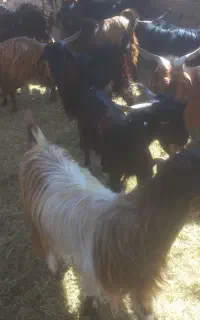 کهره نر چاق