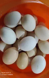 تخم مرغ محلی
