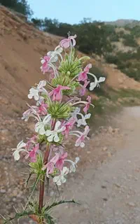 بن سوز برا ترشی خوبه