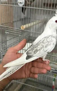 عروسی هلندیم گمشده