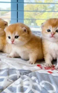 (پایینتر از همه جا)جشنواره تخصصی گربه های لوکس