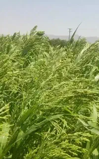ارزن . خوراک دام و طیور