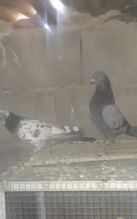 دوتا نر تهرانی قدیمی