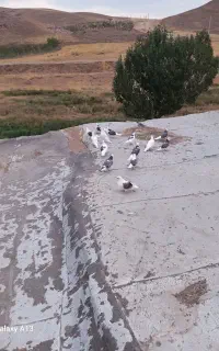 کبوتر پرشی همه پشتارجفتی۱۵۰۰