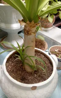 سوسن بزرگ ده ساله
