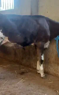 فروش گوساله سیمینتال ماده ۴ماهه خوراک خور اصیل
