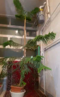 گل کاج مطبق
